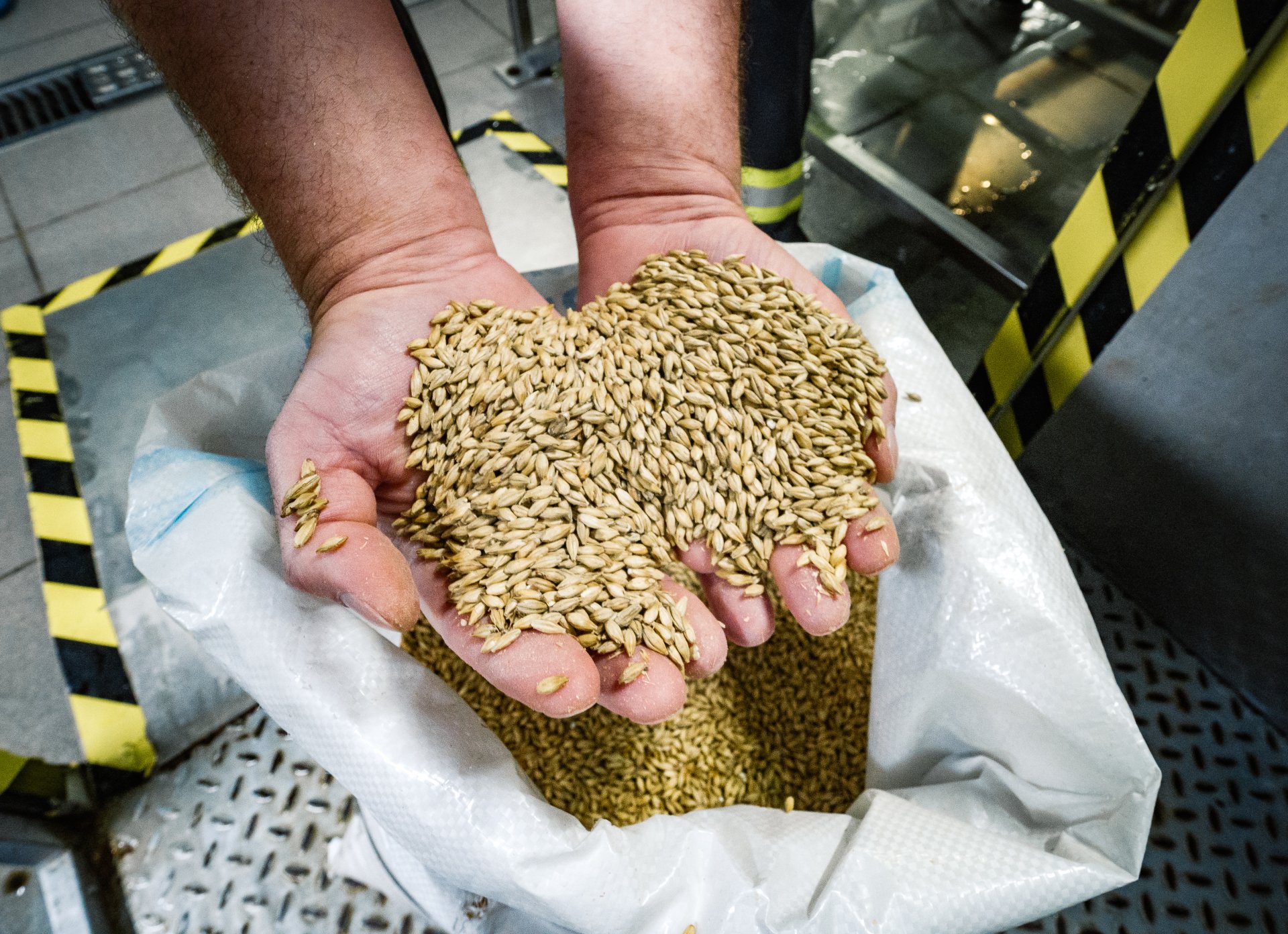 Caramel malt for brewing beer.