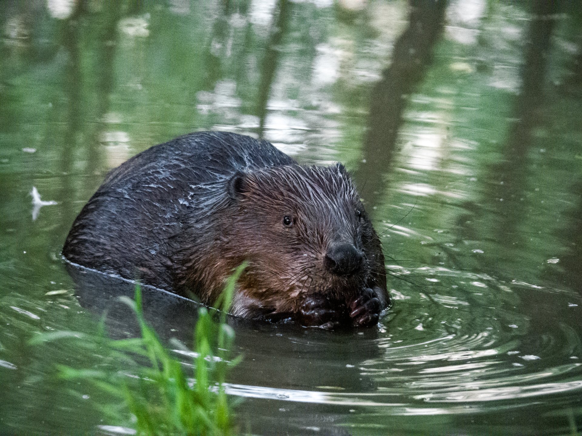 The number of beaver in the territory of modern Russia is estimated at about 730 thousand individuals. But a hundred years ago, the beaver was on the verge of extinction.