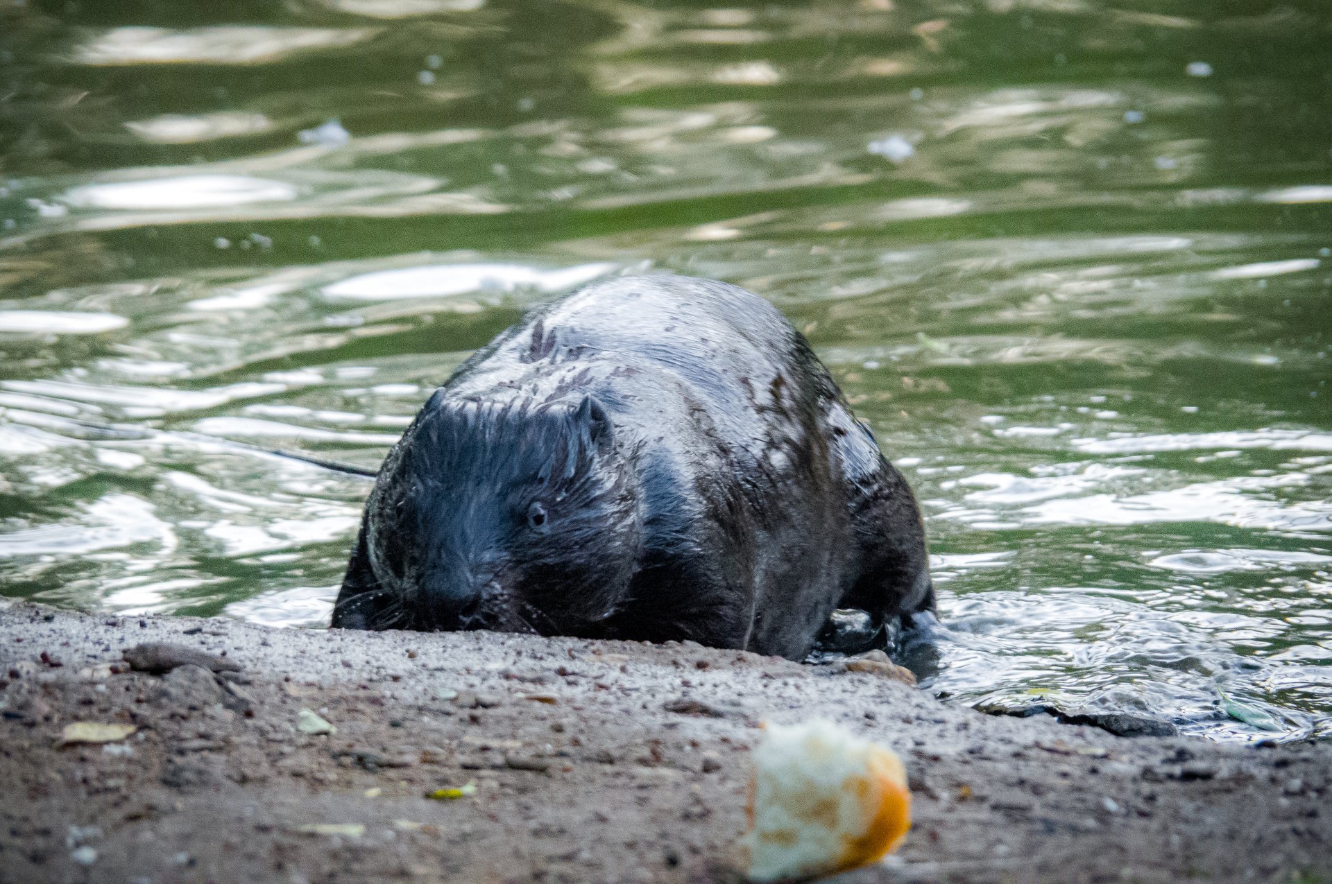 In the 16th century in Russia, the cost of beaver fur was even estimated higher than sable fur.