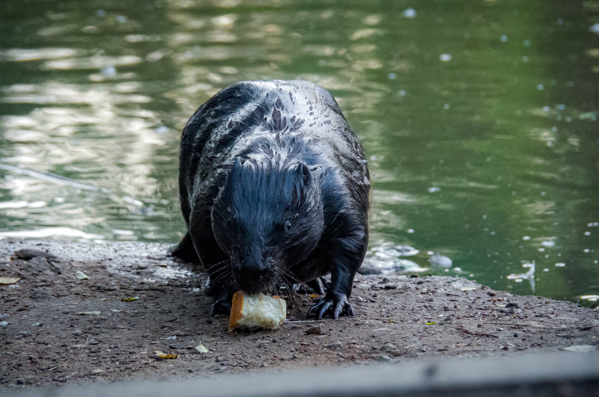 Beavers are most active at night and at dusk.