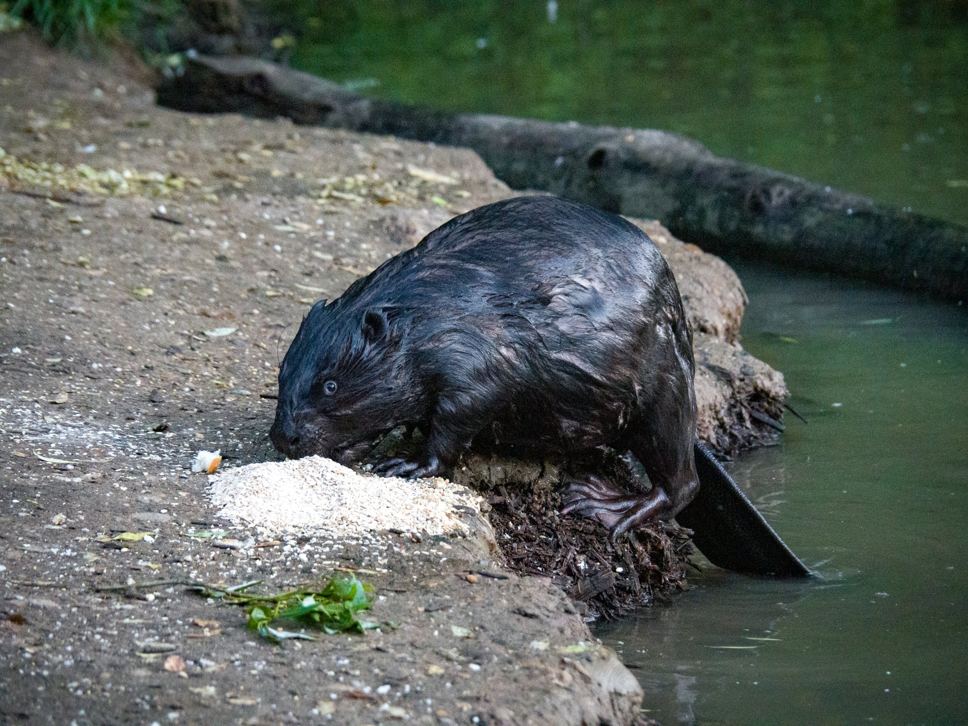 Beavers feed on vegetation and young shoots of trees. But sometimes they eat what the locals leave to feed the local birds. Including cereals.