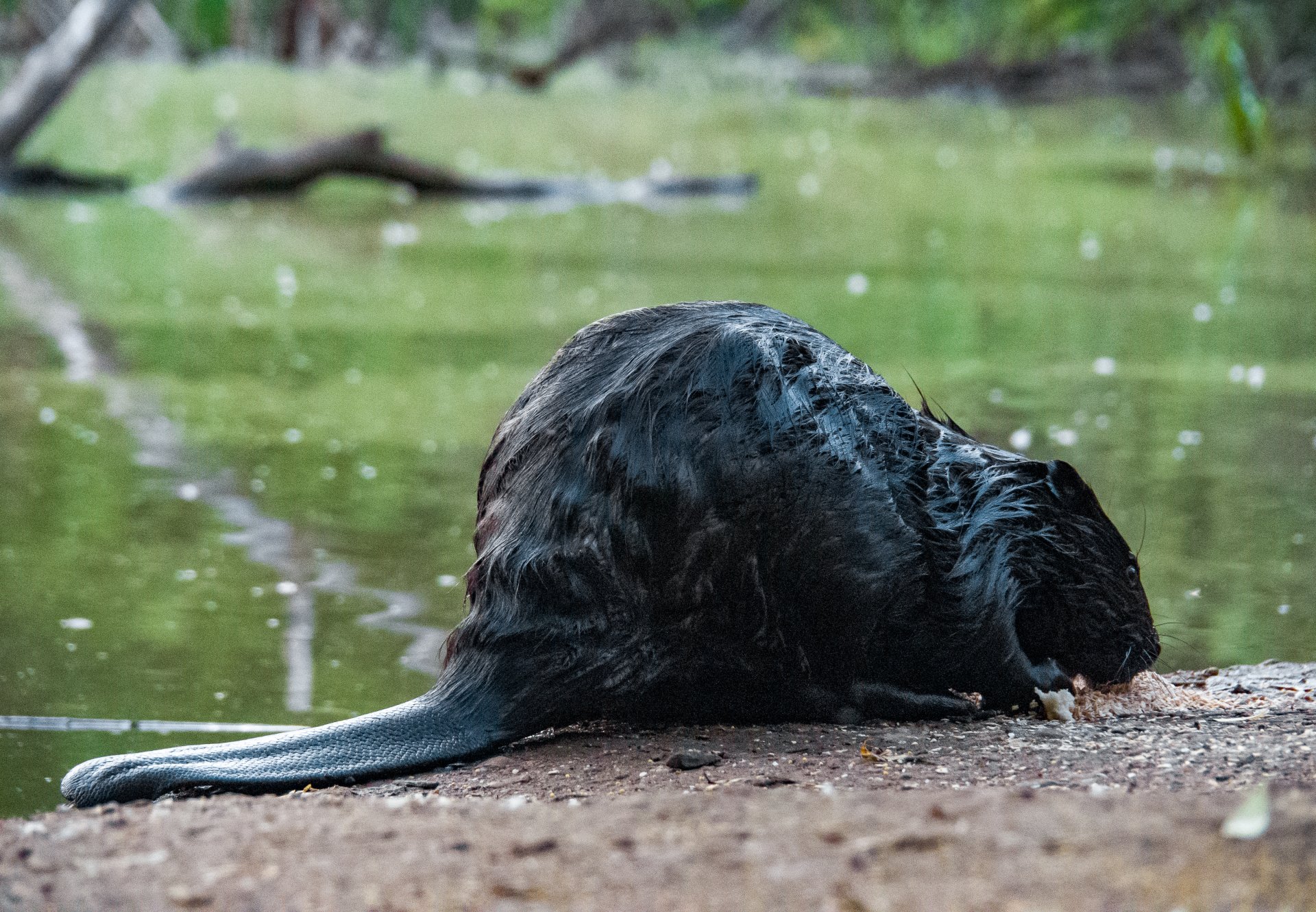 The tail serves as a steering wheel for the beaver, helps to keep balance. But this is not the only function of the tail. Beavers also use their tails to regulate body temperature.