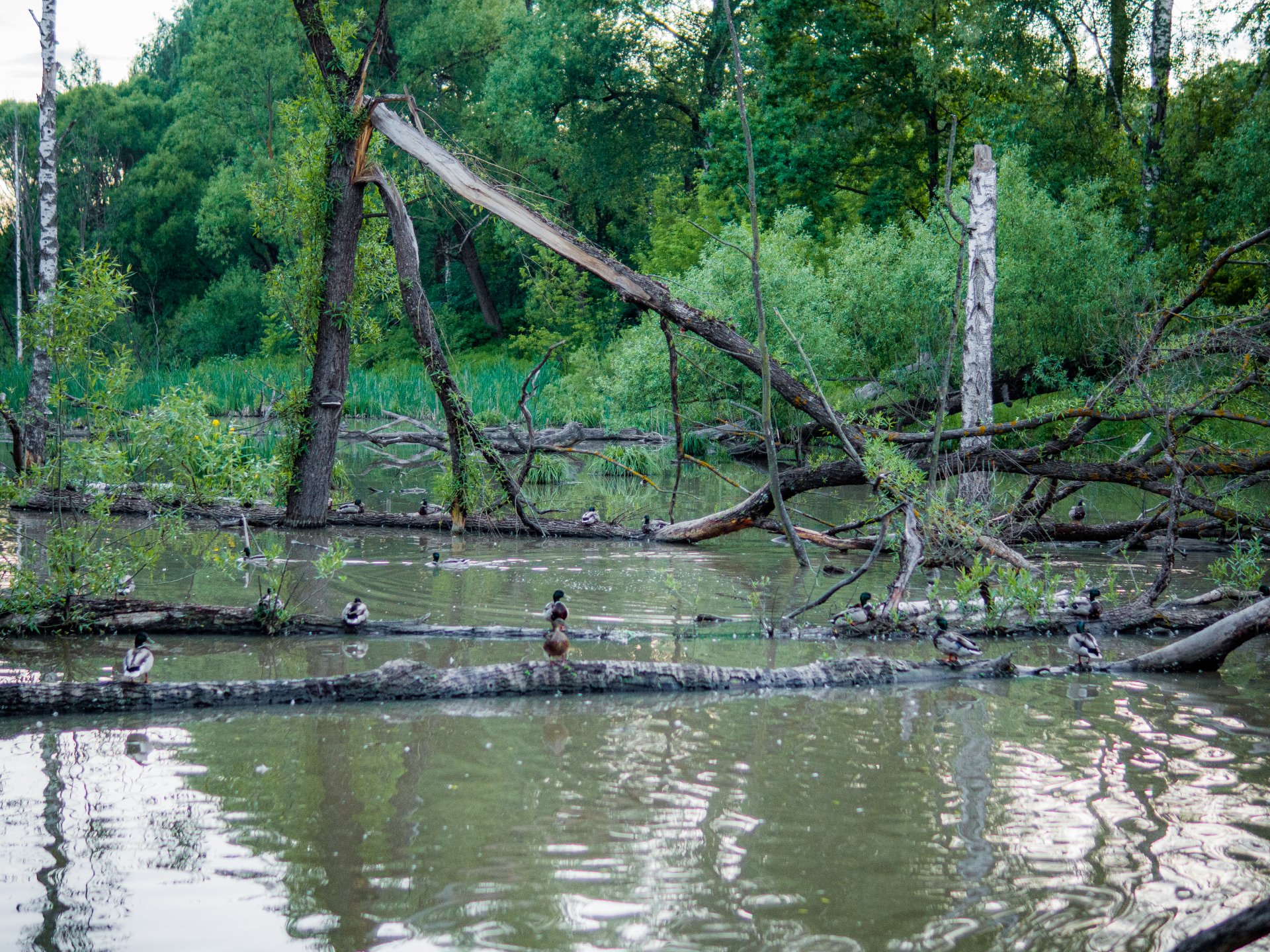 The appearance of beavers in rivers and especially the construction of dams by them has a beneficial effect on the ecological state of aquatic and riverine biotopes.