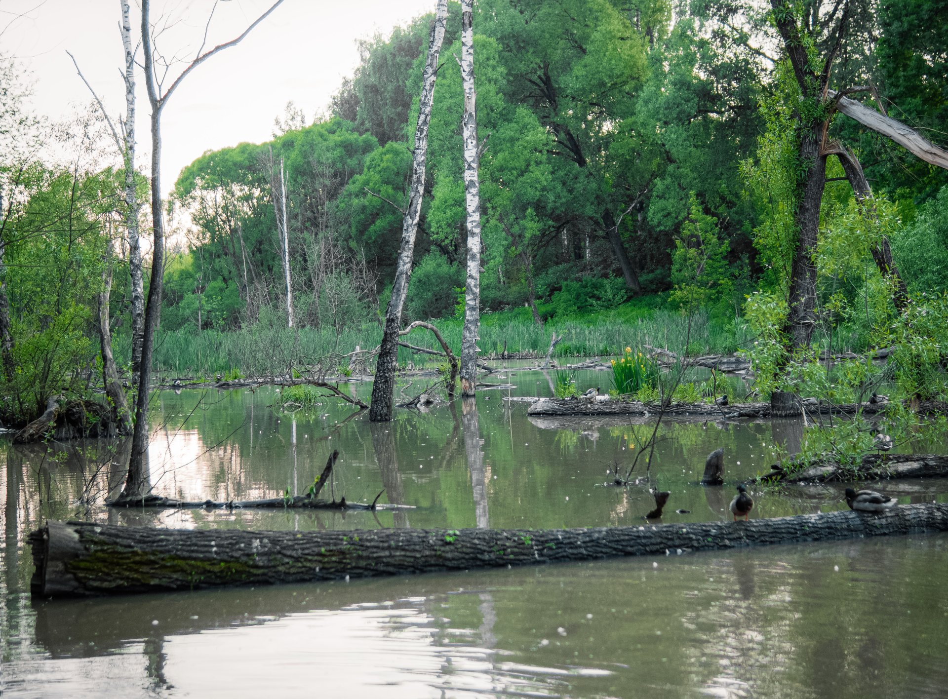 Numerous mollusks and aquatic insects settle in the resulting spill, which in turn attract muskrats and waterfowl.