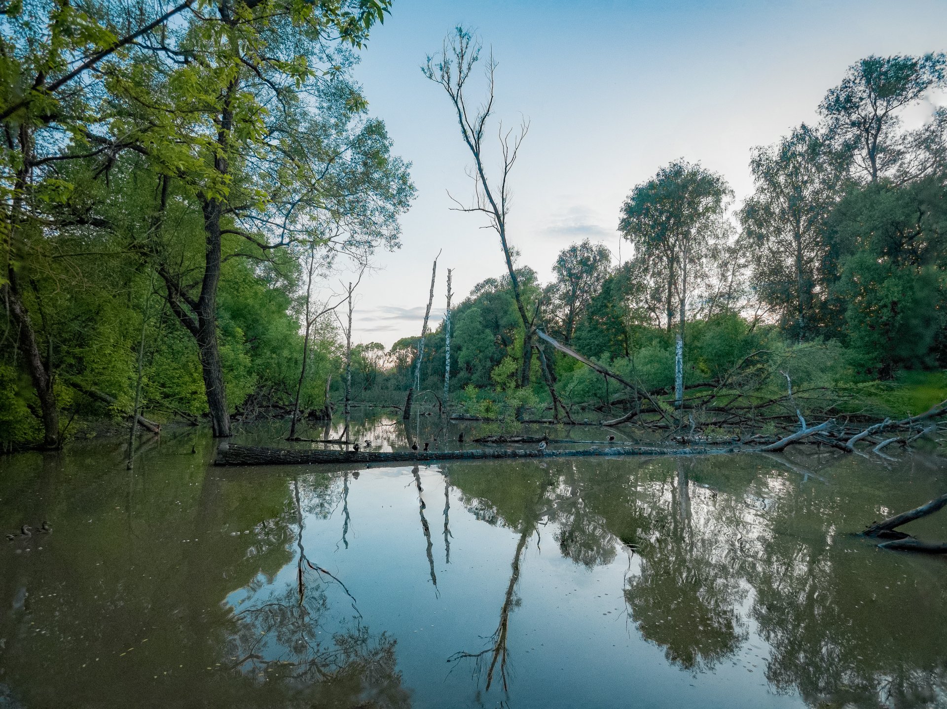 Beaver families build dams in reservoirs with changing water levels, as well as on small streams and rivers. This allows them to raise, maintain and regulate the water level in the reservoir so that the entrances to the huts and burrows do not drain and become accessible to predators.