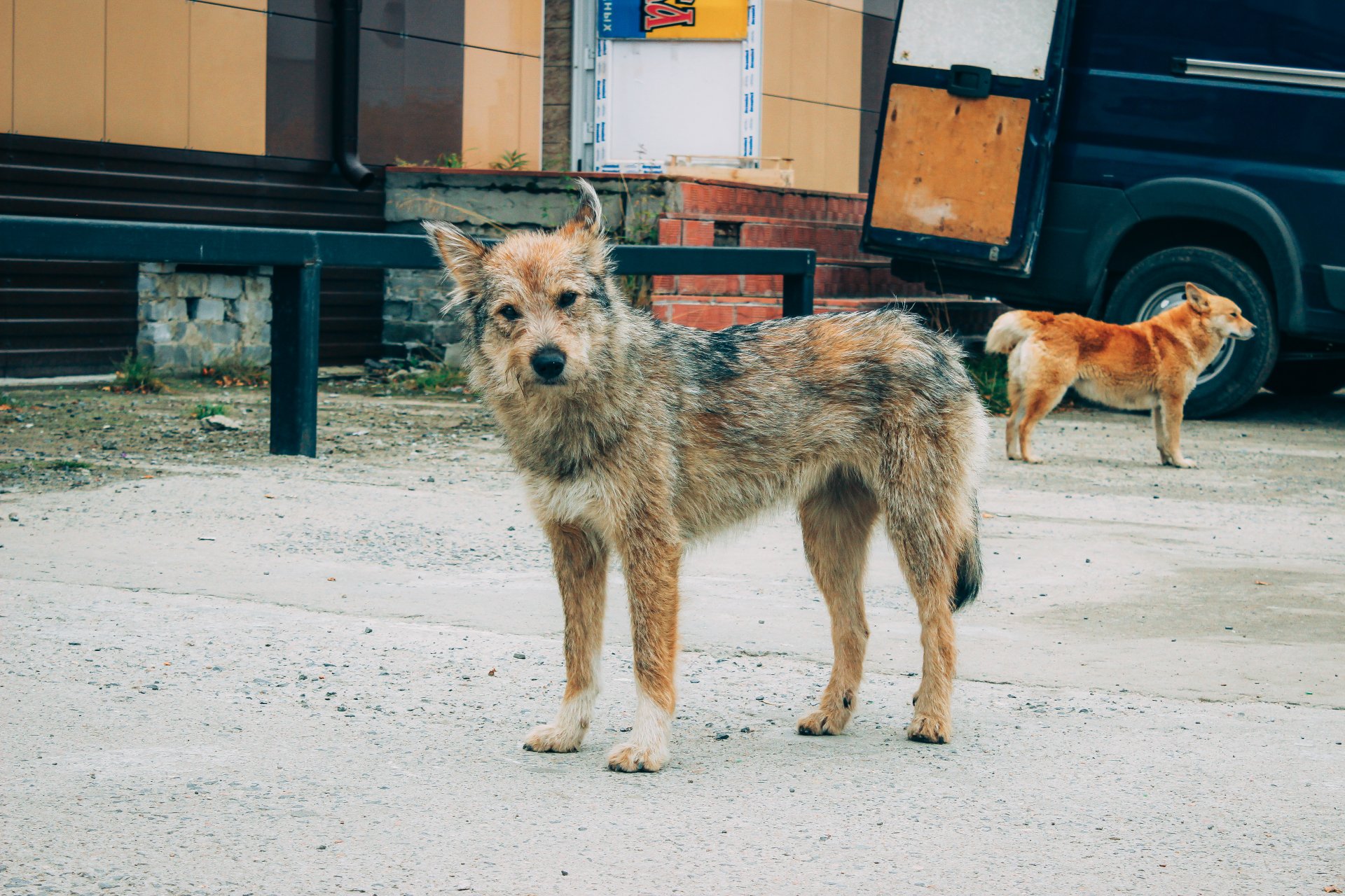 The dog of local fishermen from the village of Lovozero.