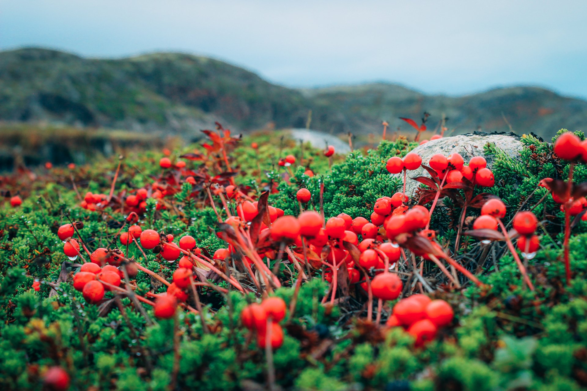 The presence of a large number of berries attracts bears here.