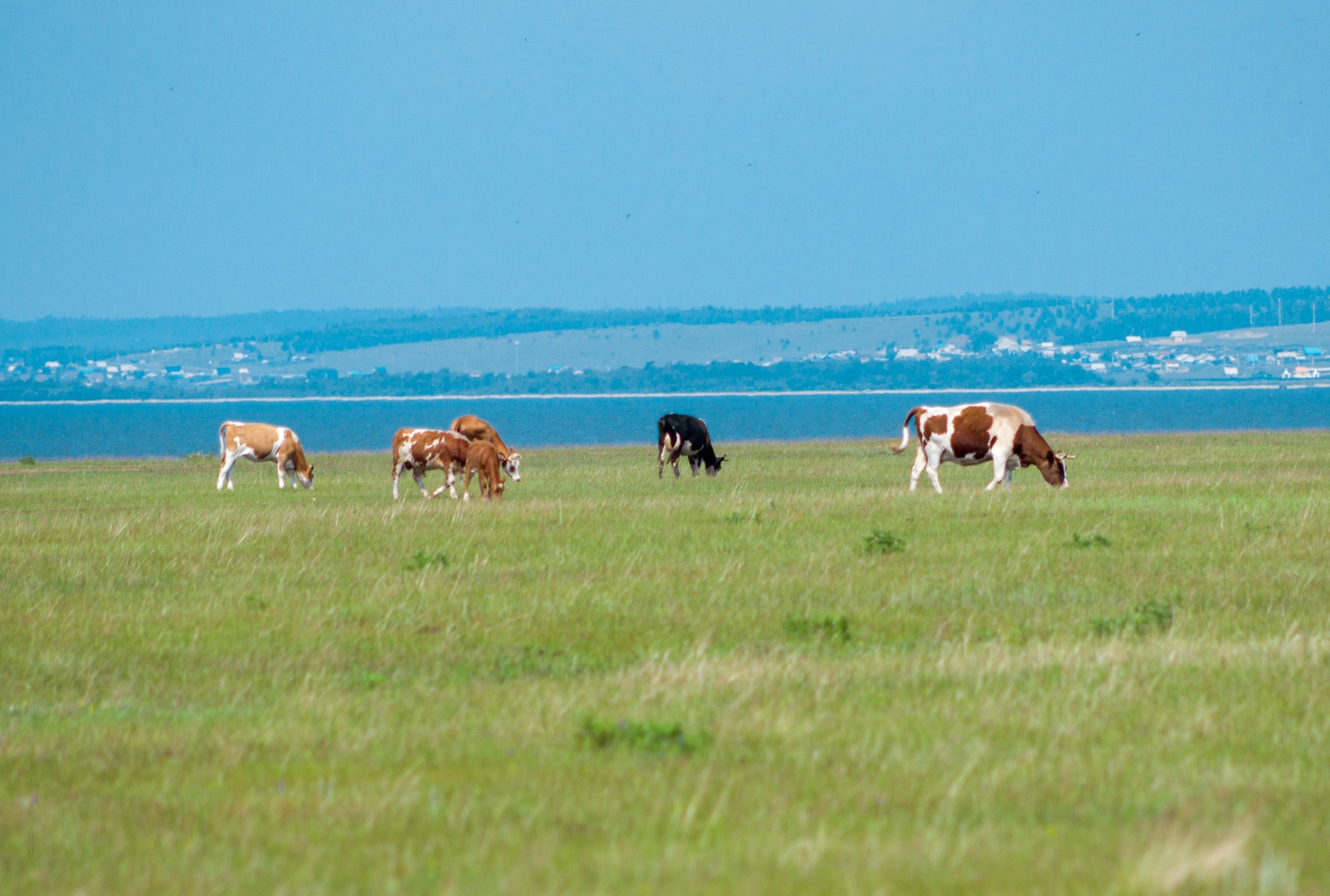 The nature around the city is ideal for breeding cows and horses. There are huge areas covered with grass and clean air. Ulan-Ude took third place in the ranking of the sunniest cities in Russia based on the results of 2023.