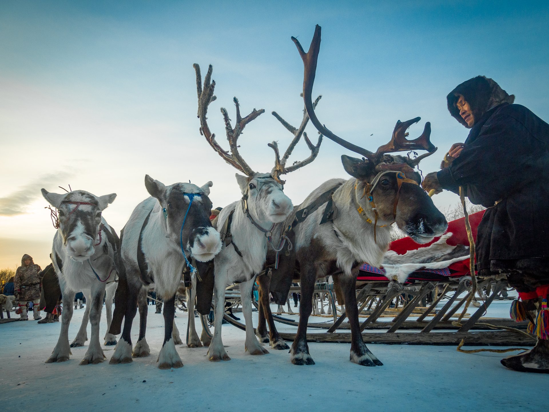 The reindeer herder prepares his reindeer for the race.