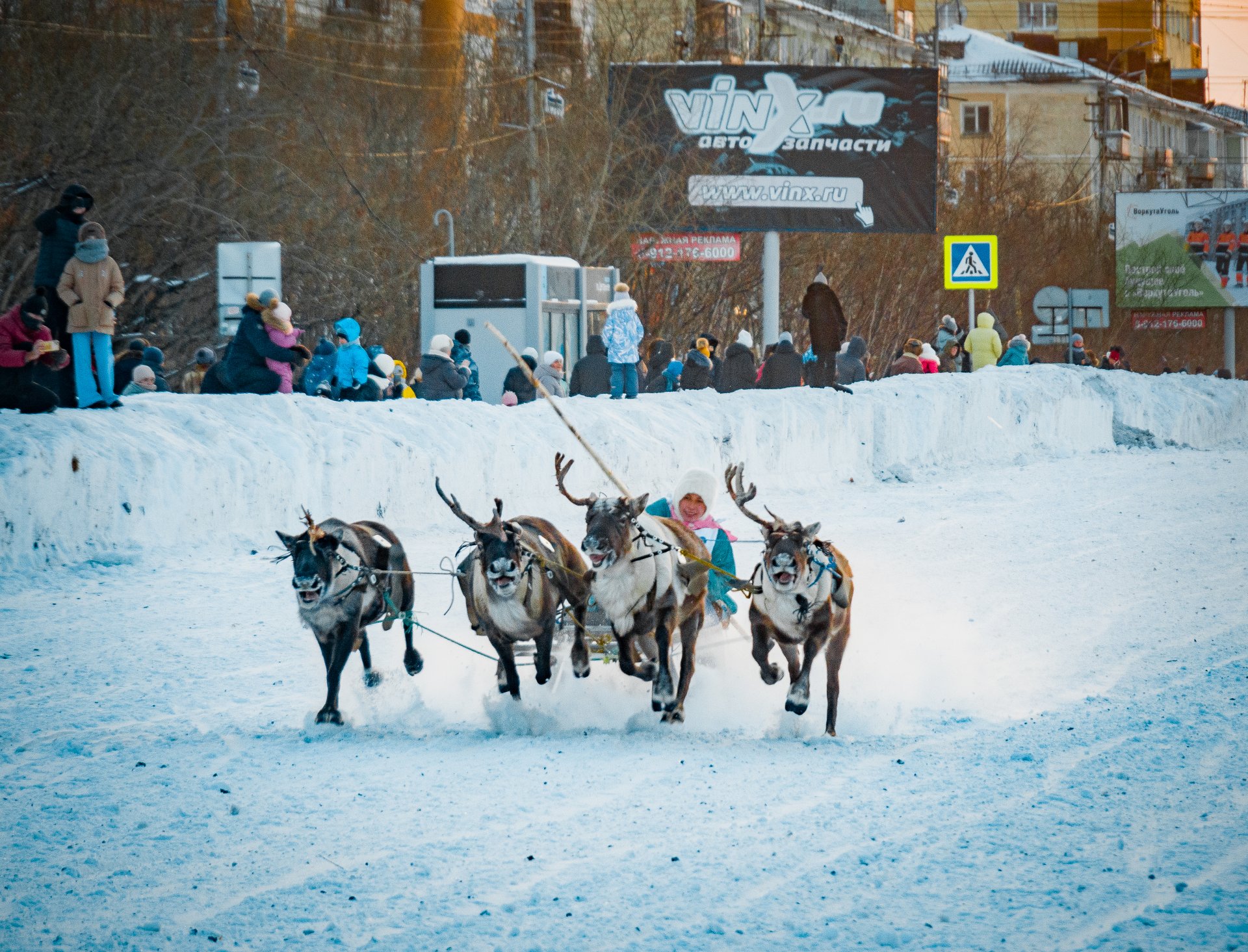 During the races, the speed of the reindeer can reach 60 kilometers per hour.