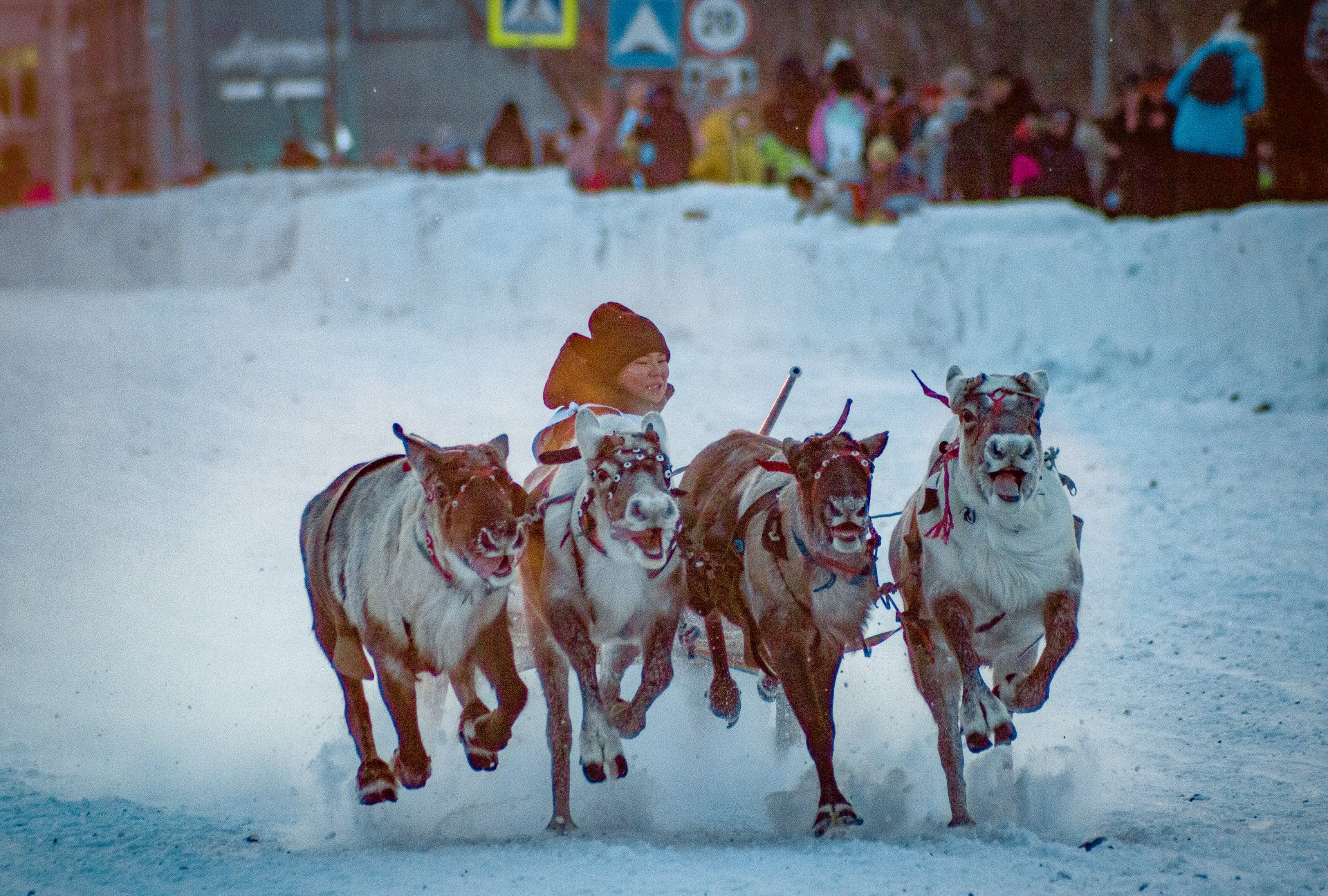 The 'Festival of the North. Reindeer Sledge Races' was first held on November 8, 1998. Initially celebrated as the Day of the Reindeer Herder, bright and colorful, it has become a hallmark of Vorkuta.