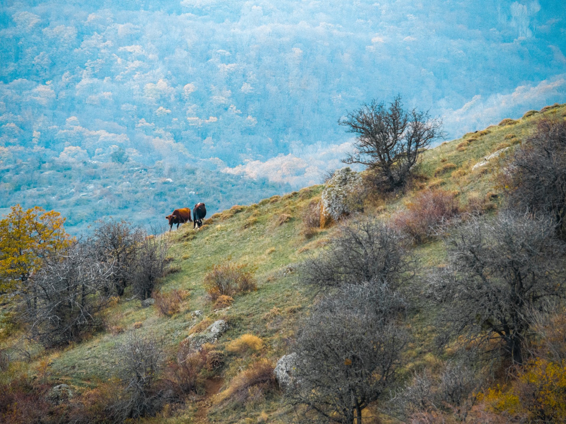 The cows of local farmers climb almost to the very top of the mountain.