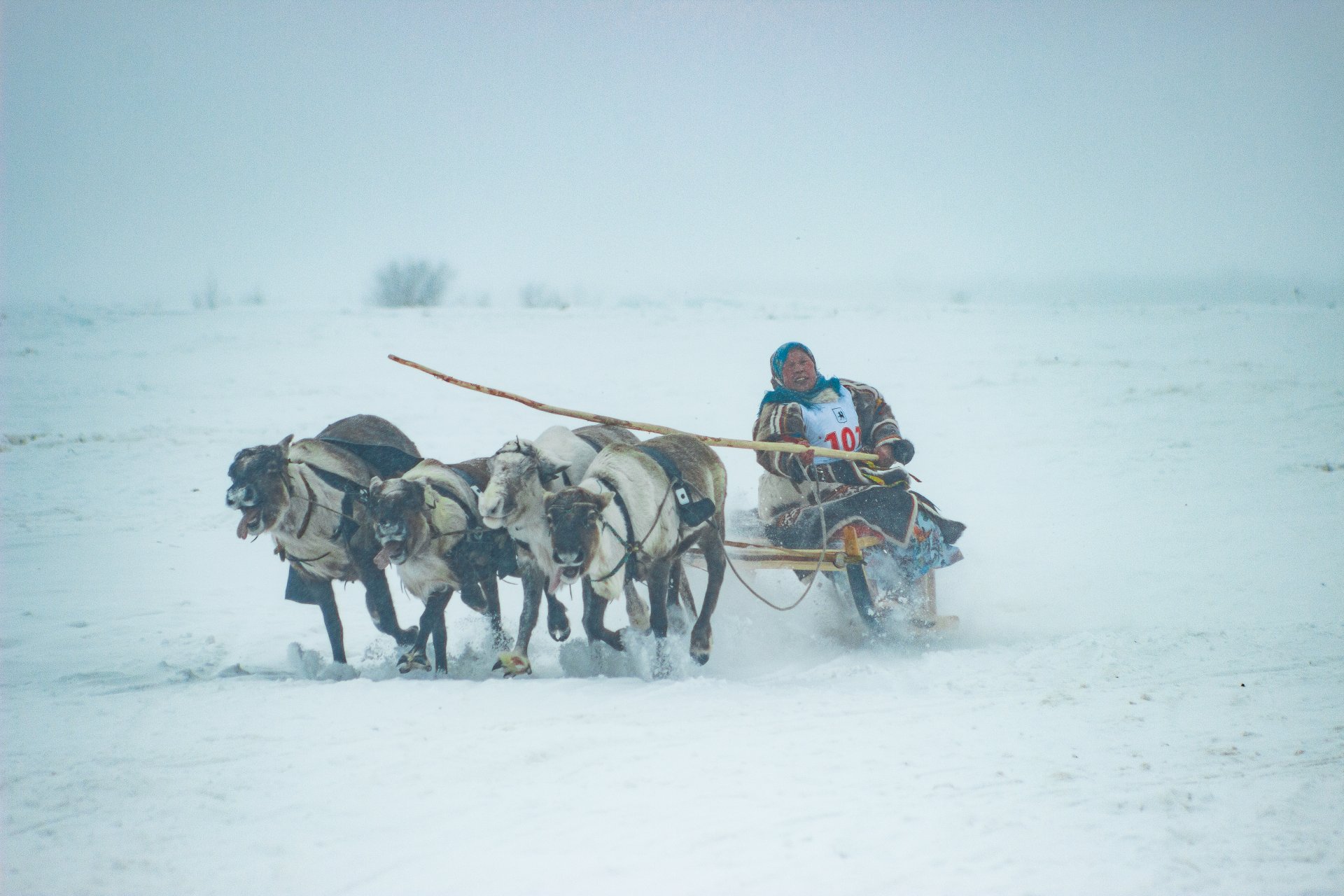Women’s reindeer sled races.