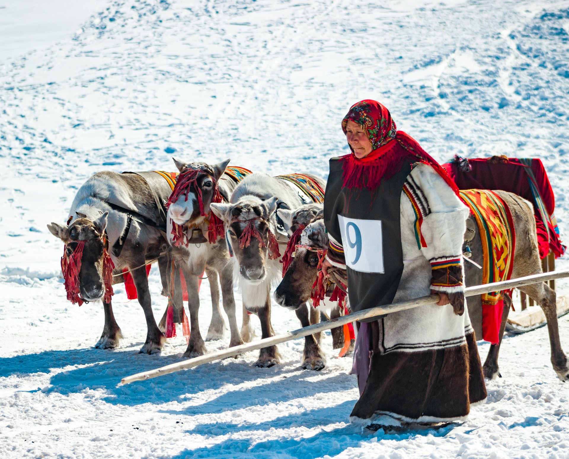 Participant in the competition for the most beautiful reindeer team.