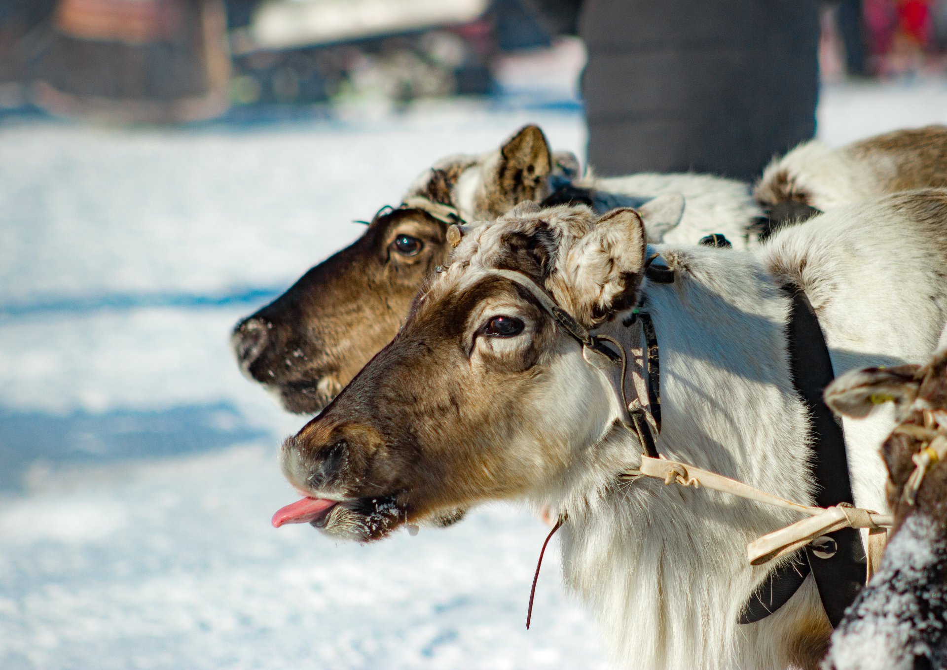 Reindeer are the main animals of this festival.
