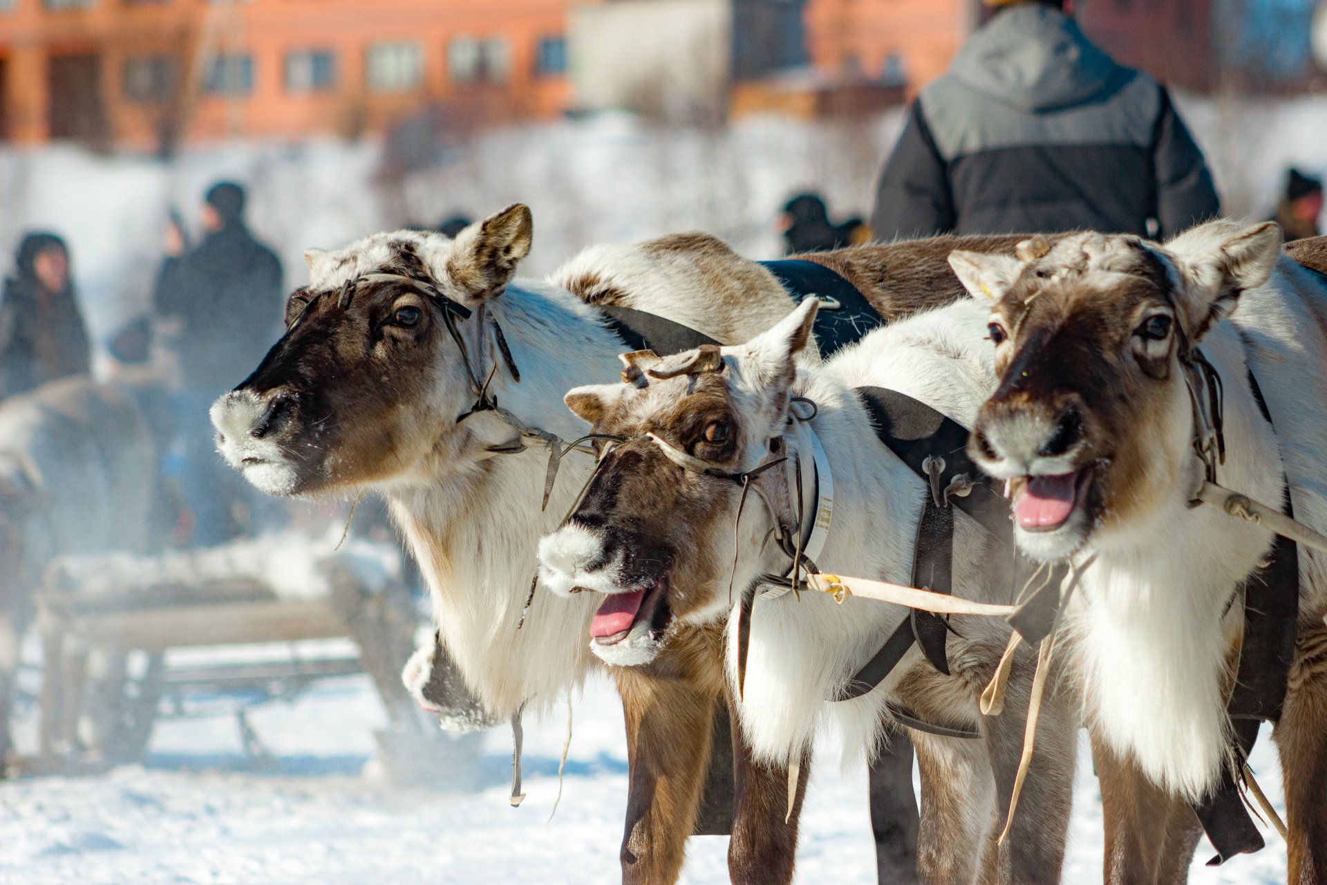 Reindeer are the main animals of this festival.