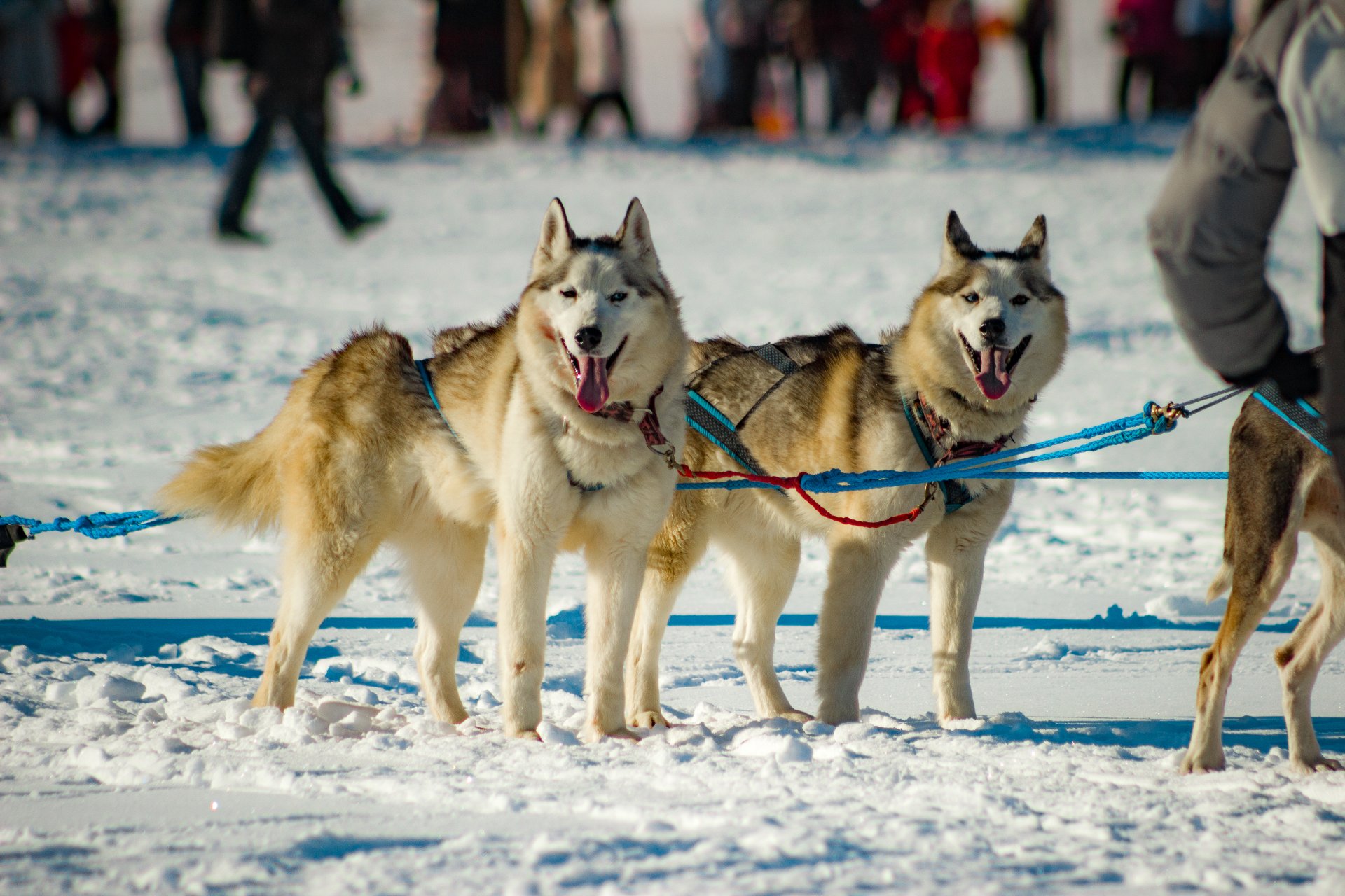 Guests of the festival can ride a dog sled as entertainment.
