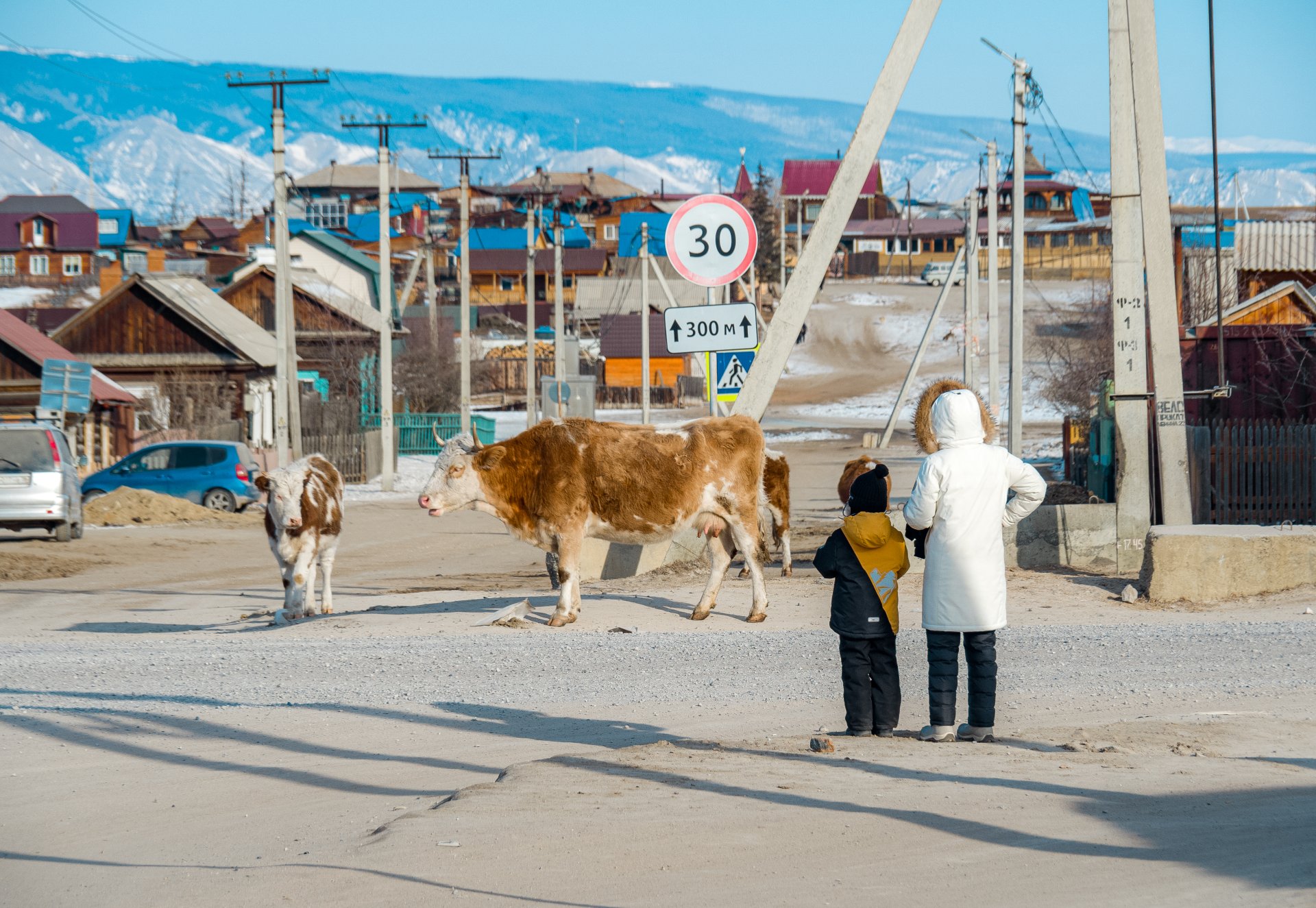 The village of Khuzhir. Cows walk through the streets.